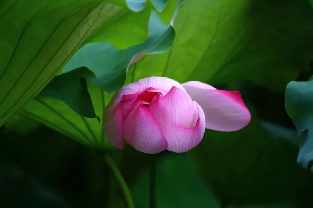 微信图片_20220118145809.jpg